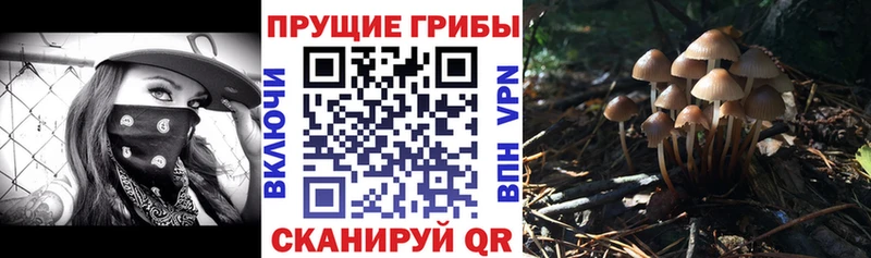 Псилоцибиновые грибы Cubensis  Новопавловск 